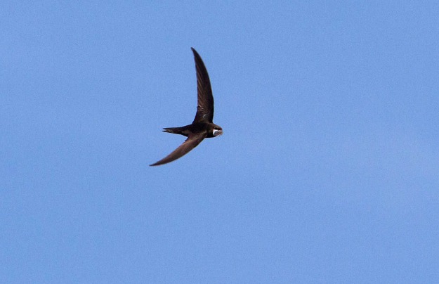 Foto van een Gierzwaluw boven Utrecht