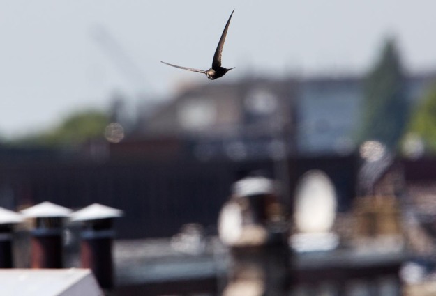 Foto van een Gierzwaluw, Utrecht