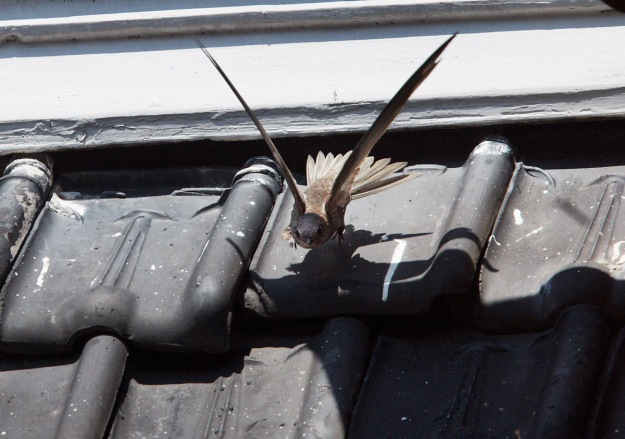 Foto van een Gierzwaluw bij een nest, Utrecht